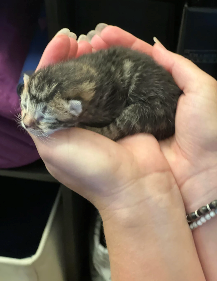 Cheezburger Image 10620602112