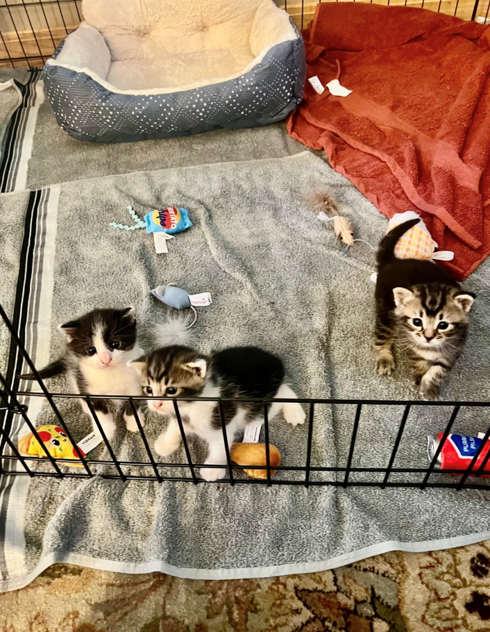 بالدولة PURR PILS