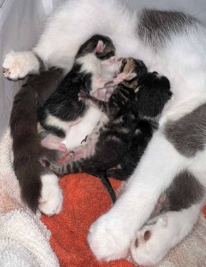 Cheezburger Image 10620602624