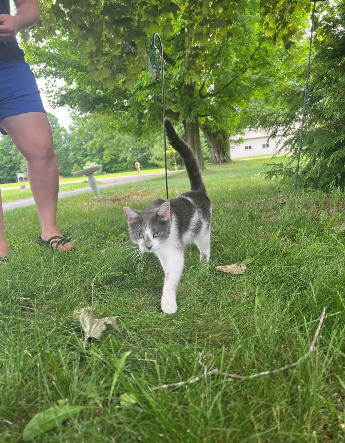 Cheezburger Image 10620603392