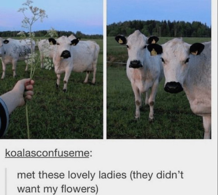 koalasconfuseme: met these lovely ladies (they didn't want my flowers)