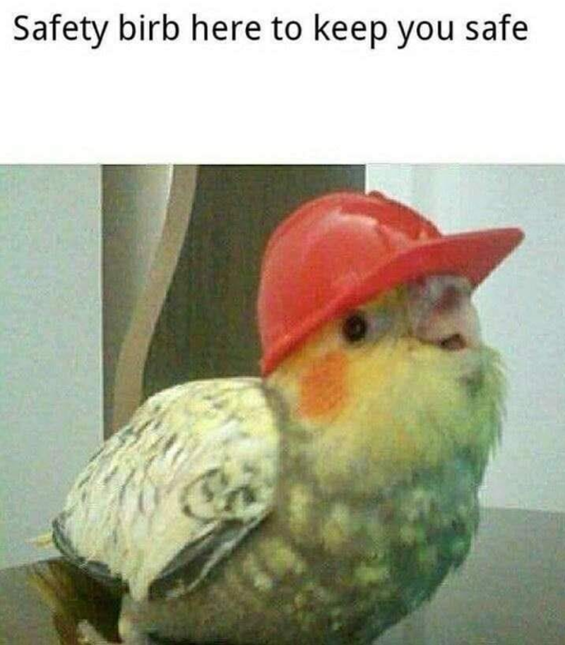 Safety birb here to keep you safe