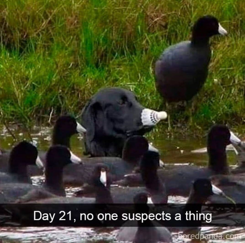 Day 21, no one suspects a thing Boredpanda.com