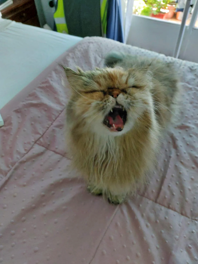 Cheezburger Image 10620608512