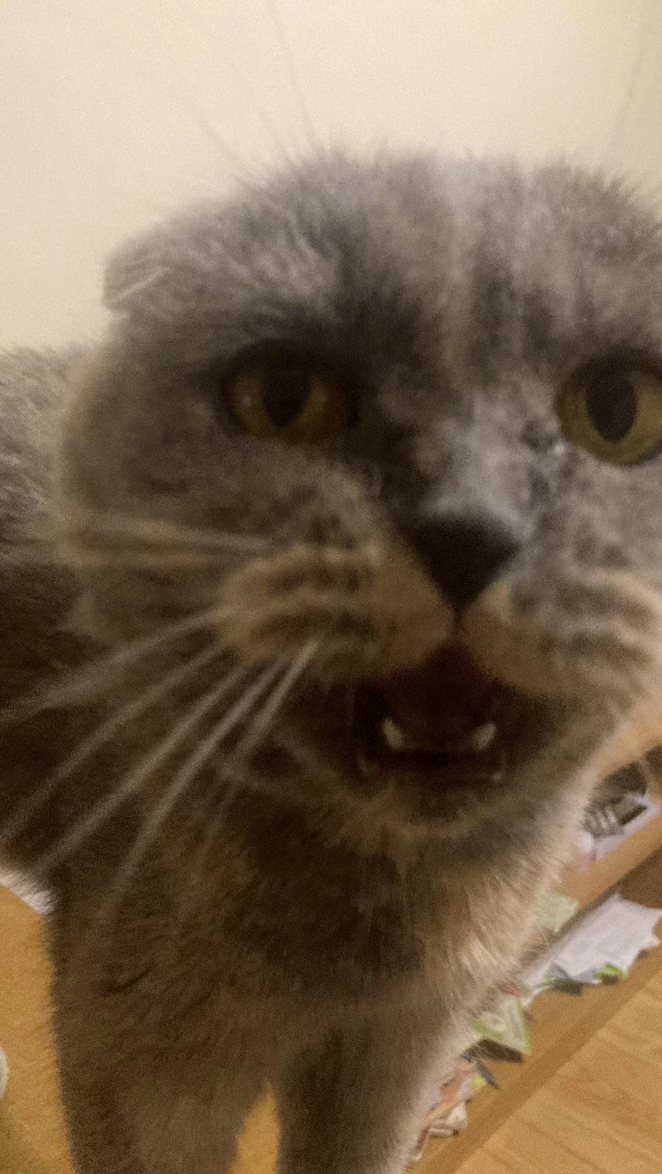 Cheezburger Image 10620608768