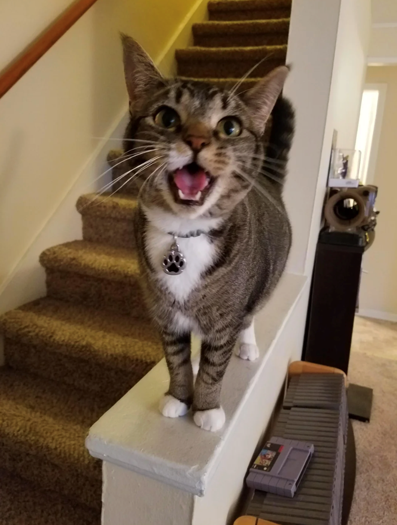 Cheezburger Image 10620609024