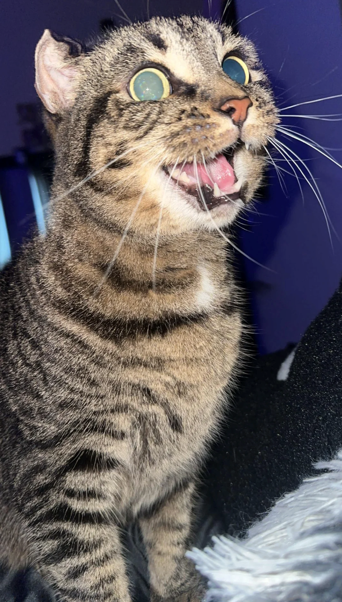 Cheezburger Image 10620609280