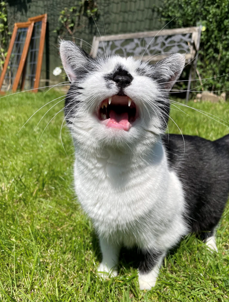 Cheezburger Image 10620609536