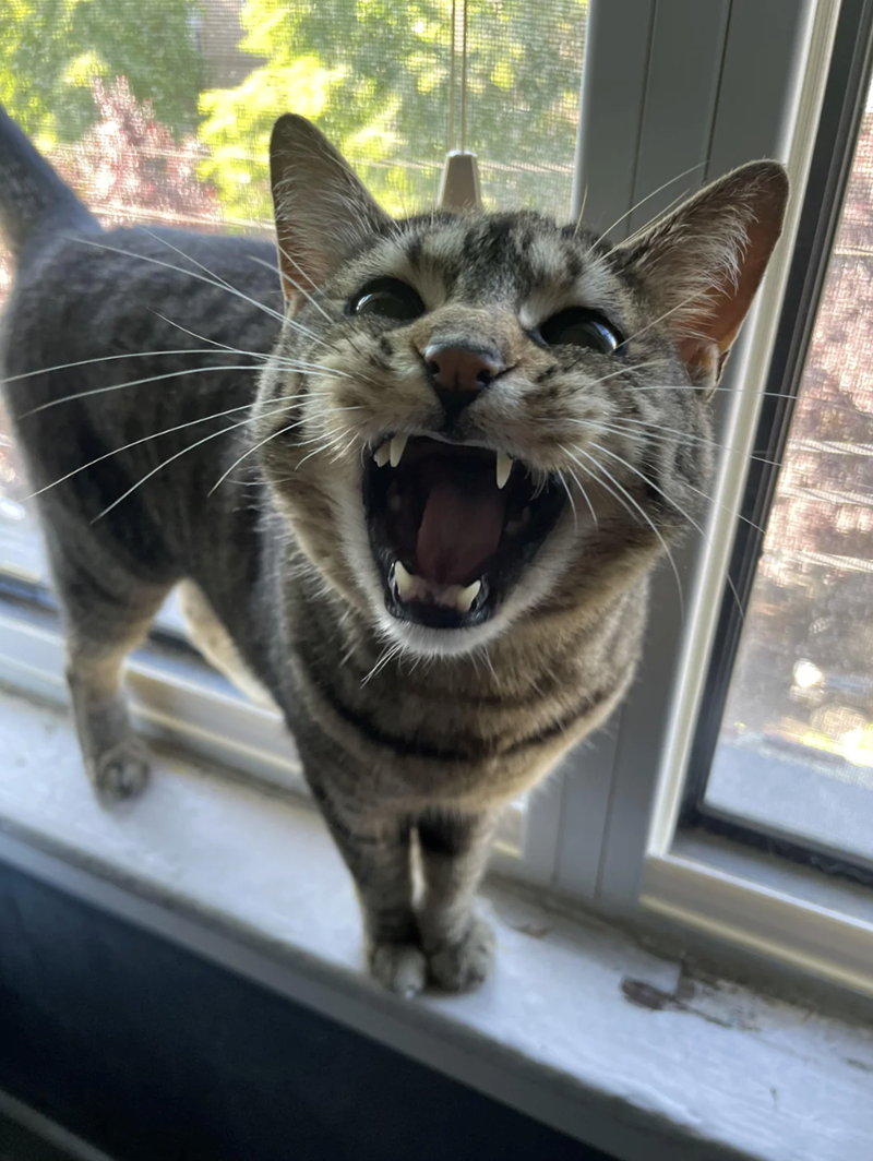 Cheezburger Image 10620609792