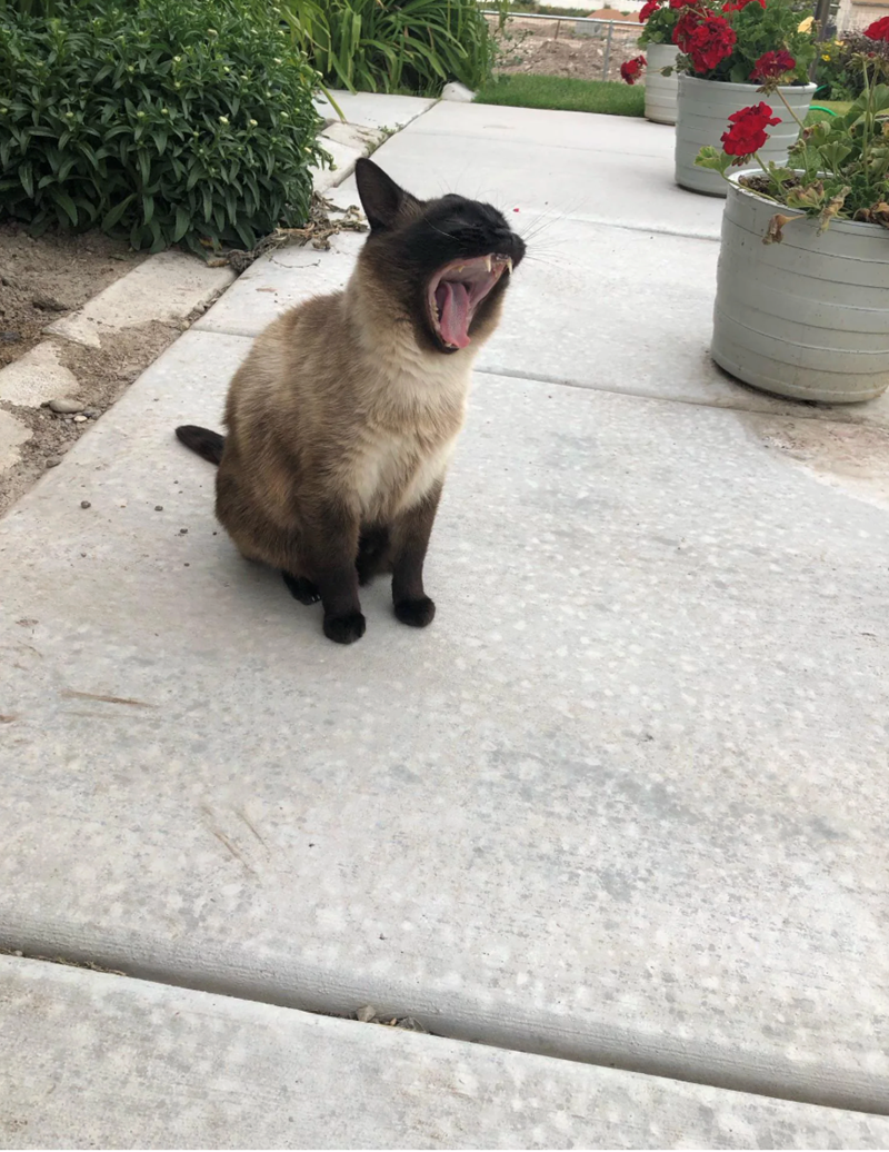 Cheezburger Image 10620610048