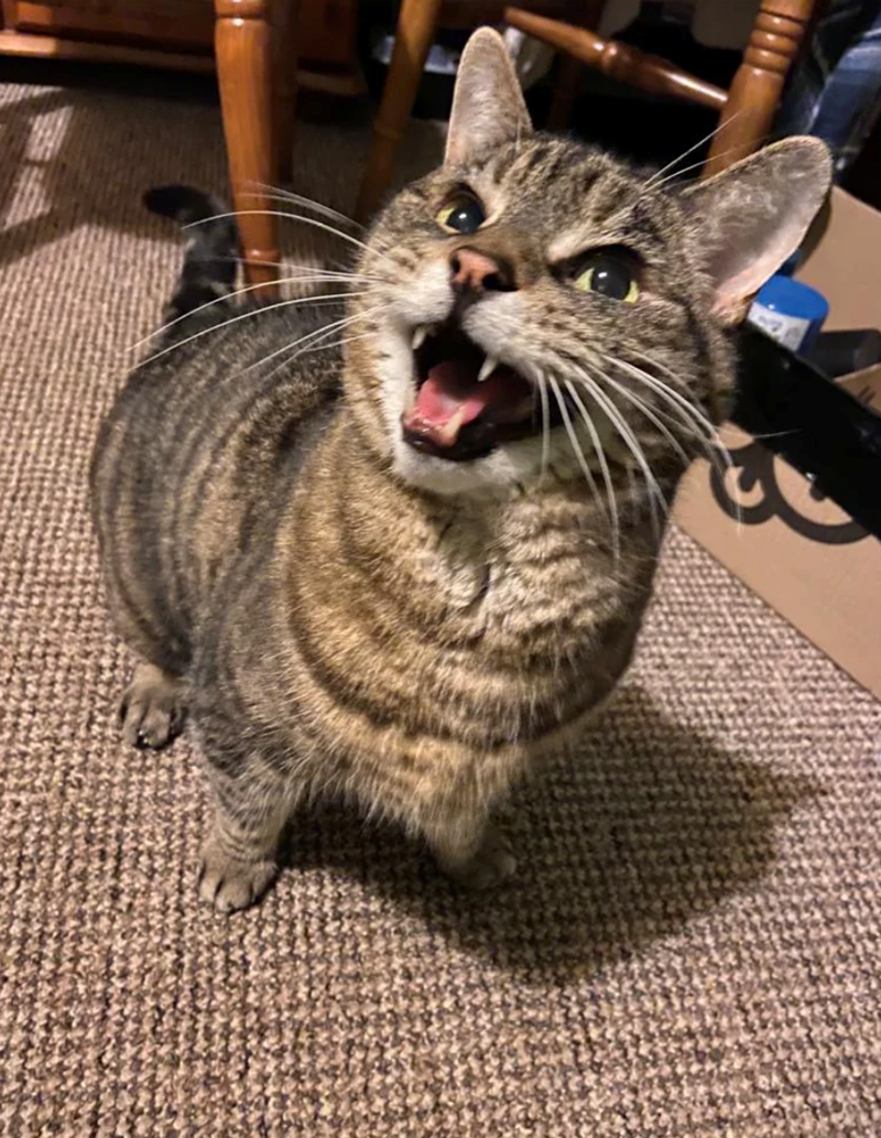 Cheezburger Image 10620610304