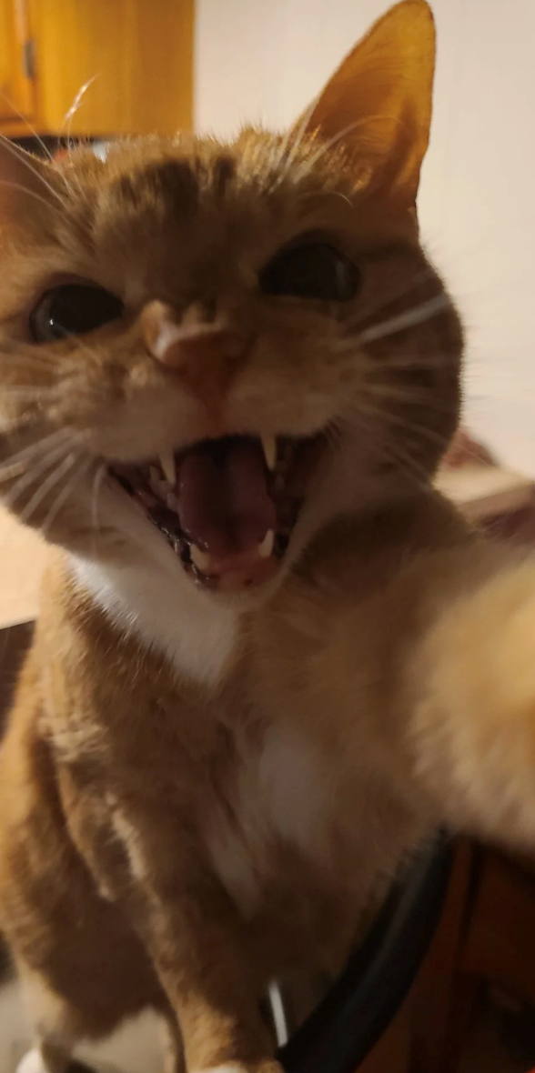 Cheezburger Image 10620610560