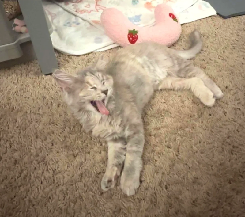 Cheezburger Image 10620610816