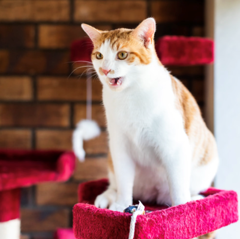 Cheezburger Image 10620611328