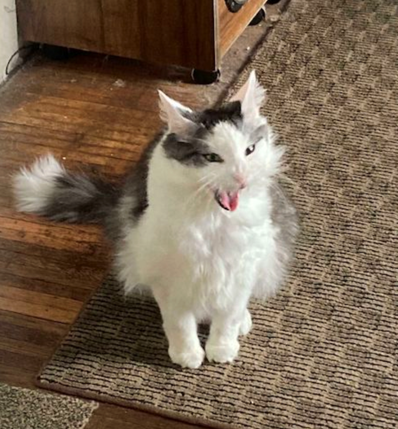 Cheezburger Image 10620611584