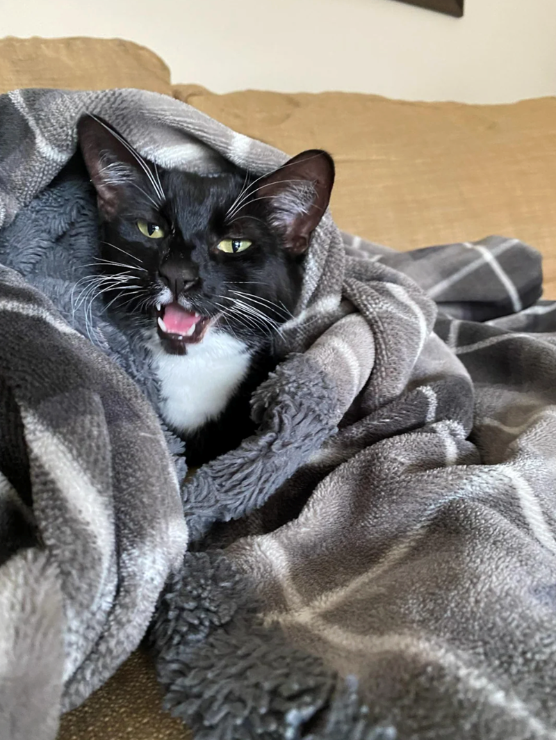 Cheezburger Image 10620612096