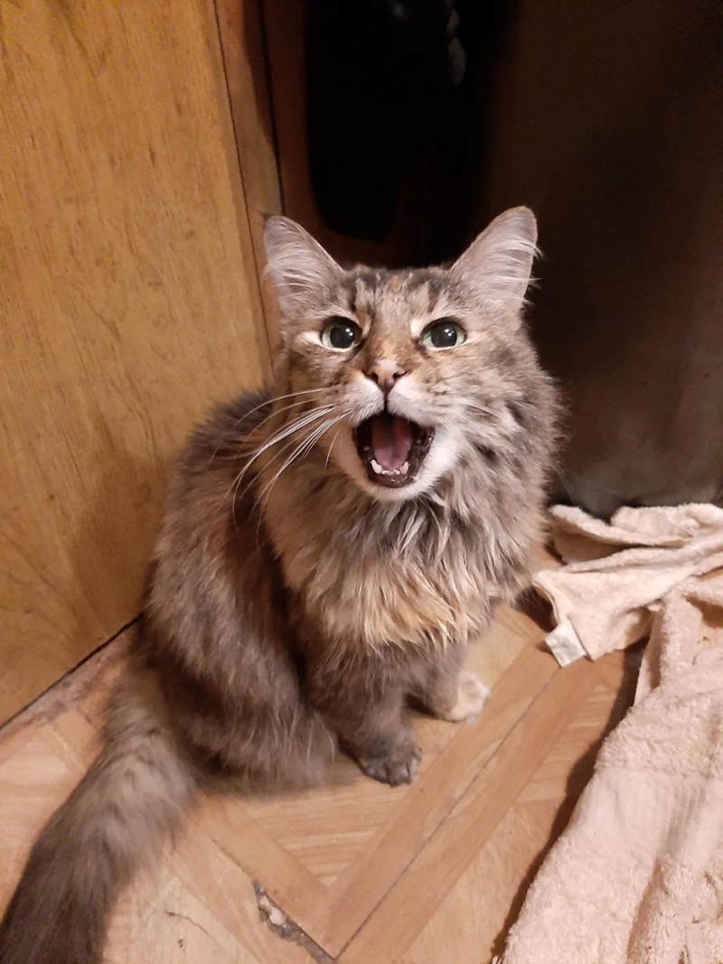 Cheezburger Image 10620612352