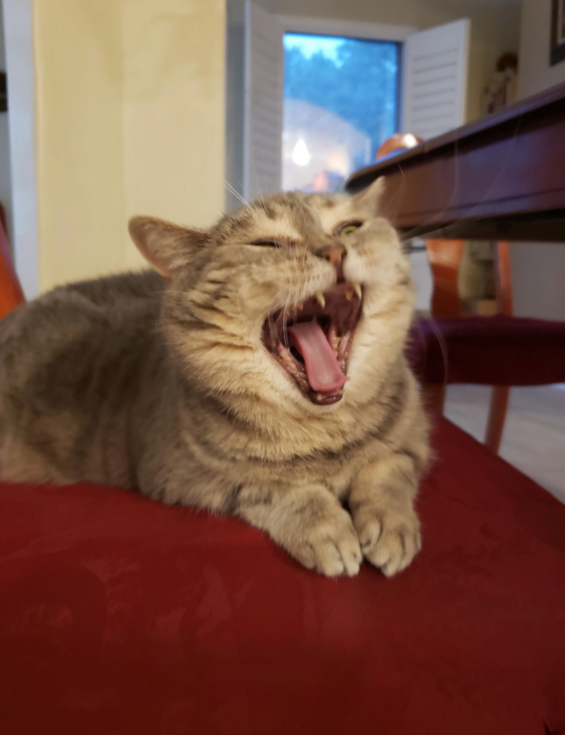 Cheezburger Image 10620612864