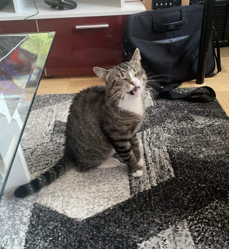 Cheezburger Image 10620613120