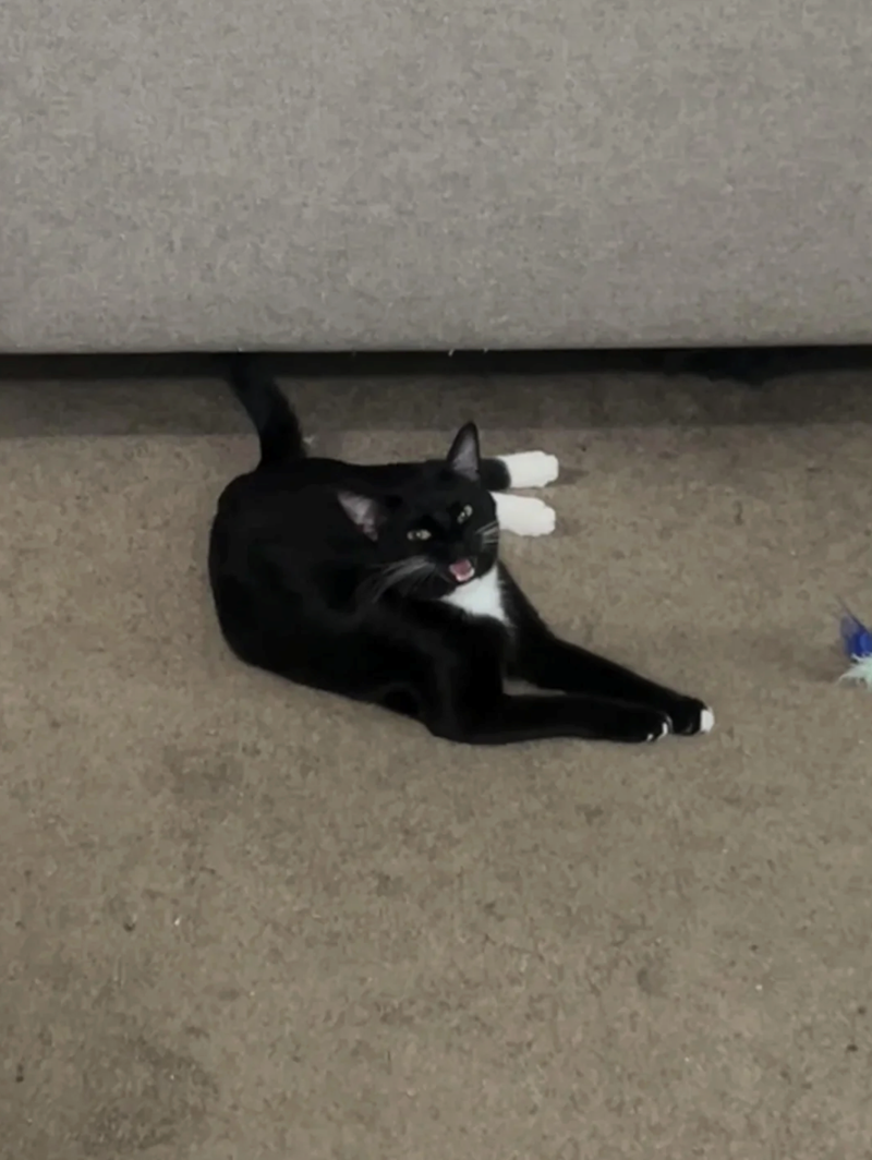 Cheezburger Image 10620613376