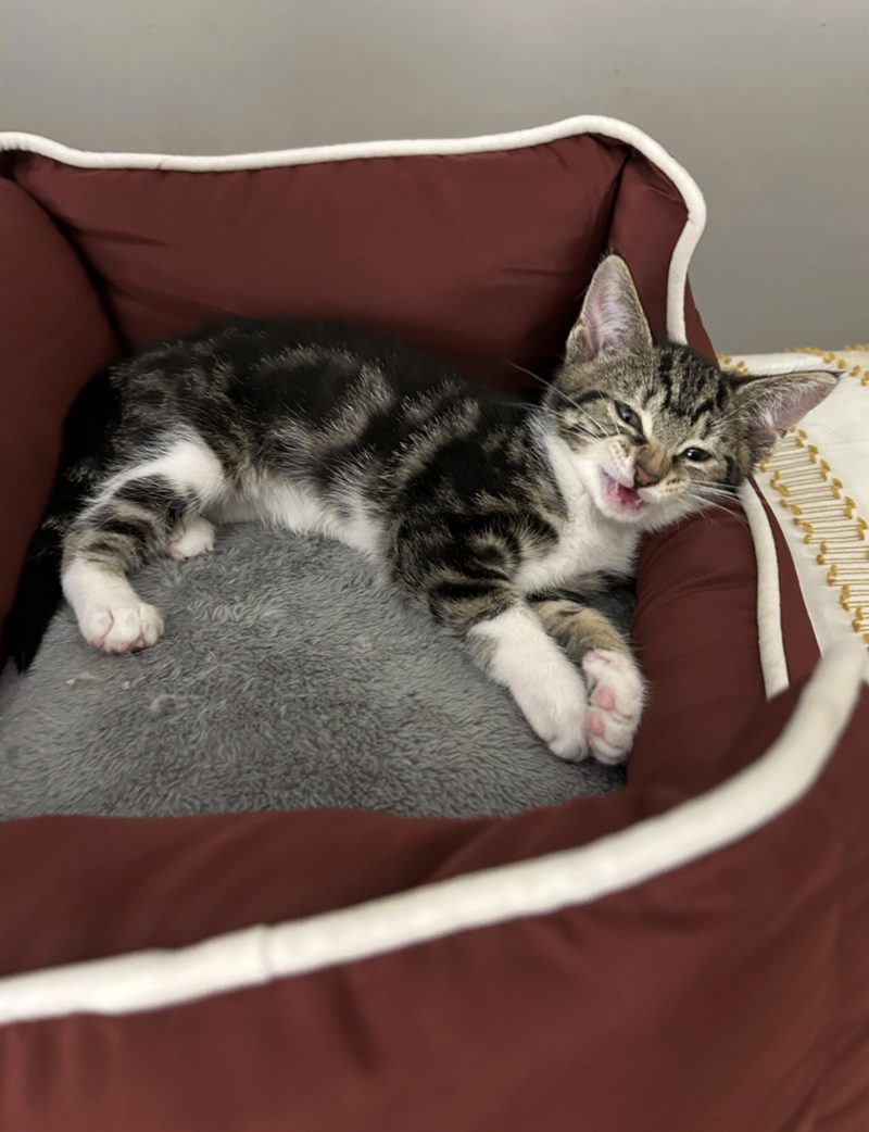 Cheezburger Image 10620613632