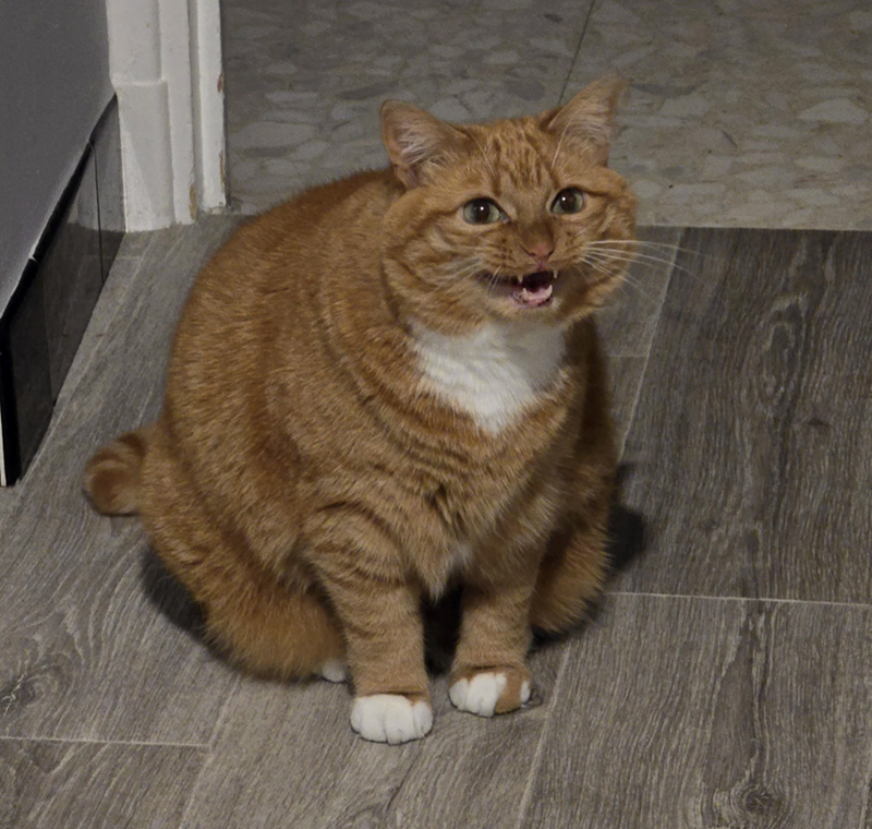 Cheezburger Image 10620613888