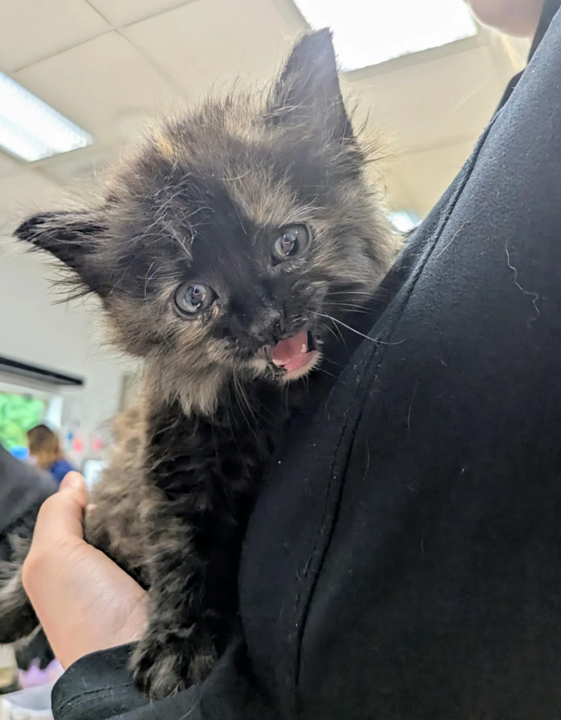 Cheezburger Image 10620614144