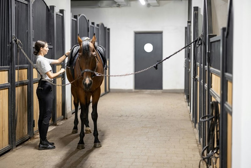 A woman stands in a clean, modern stable, adjusting the saddle on a calm brown horse secured between two rows of stalls.
