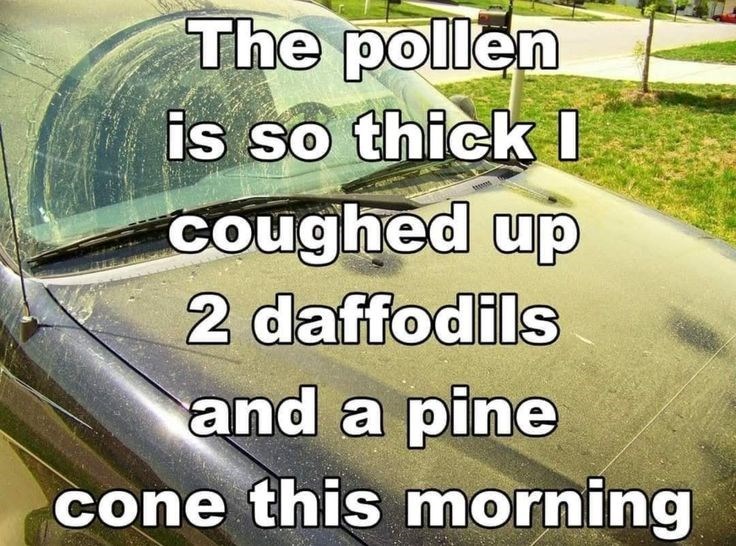 The pollen is so thick I coughed up 2 daffodils and a pine cone this morning