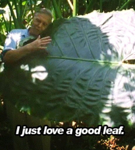 I just love a good leaf.