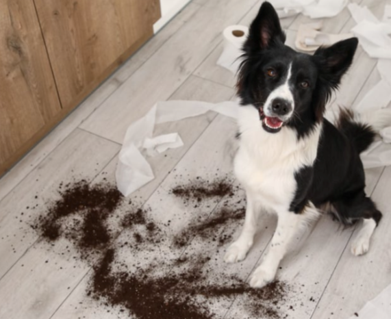 Cute dog making a mess in the house. 
