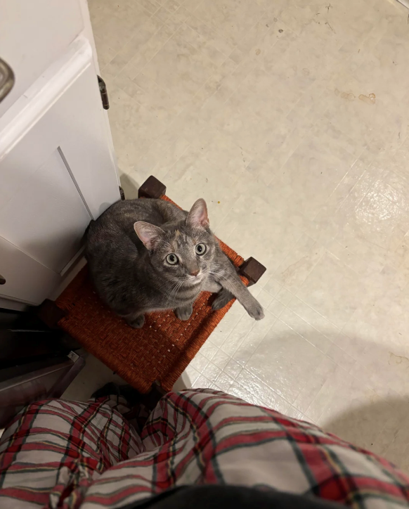 Cheezburger Image 10620707584