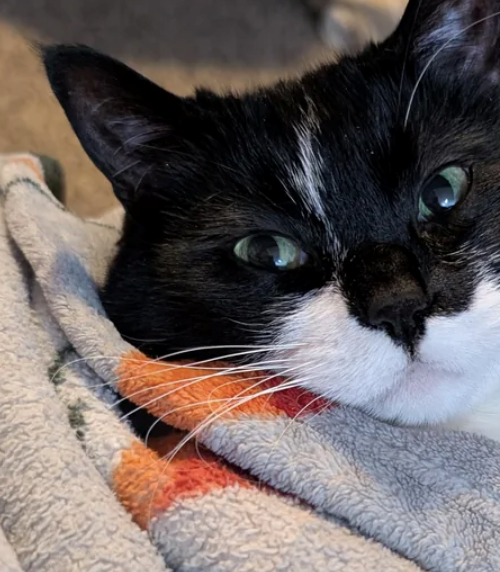 Cheezburger Image 10620711936