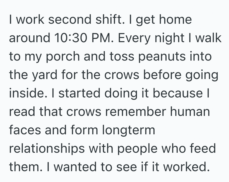 I work second shift. I get home around 10:30 PM. Every night I walk to my porch and toss peanuts into the yard for the crows before going inside. I started doing it because | read that crows remember human faces and form longterm relationships with people who feed them. I wanted to see if it worked.