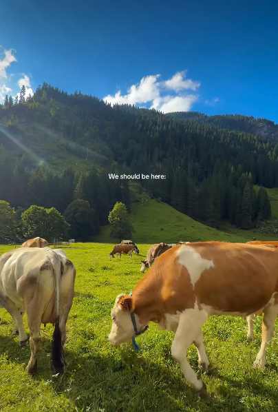 Cheezburger Image 10620736000