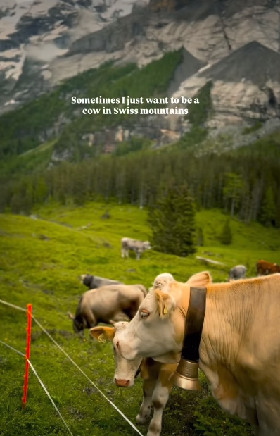 Sometimes I just want to be a cow in Swiss mountains