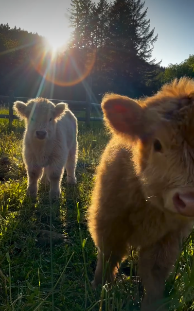 Cheezburger Image 10620736768