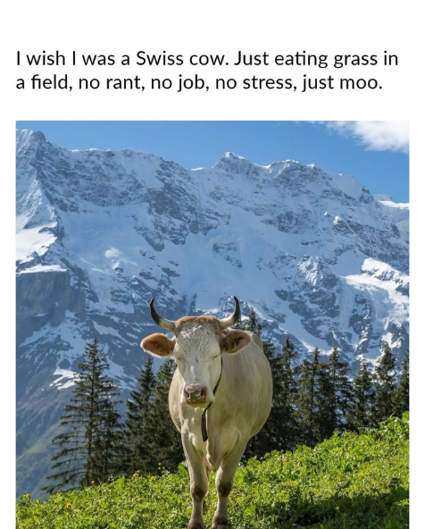 I wish I was a Swiss cow. Just eating grass in a field, no rant, no job, no stress, just moo.