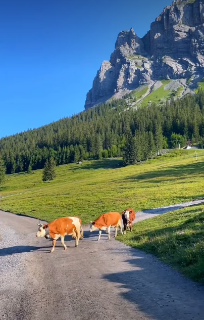 Cheezburger Image 10620737280