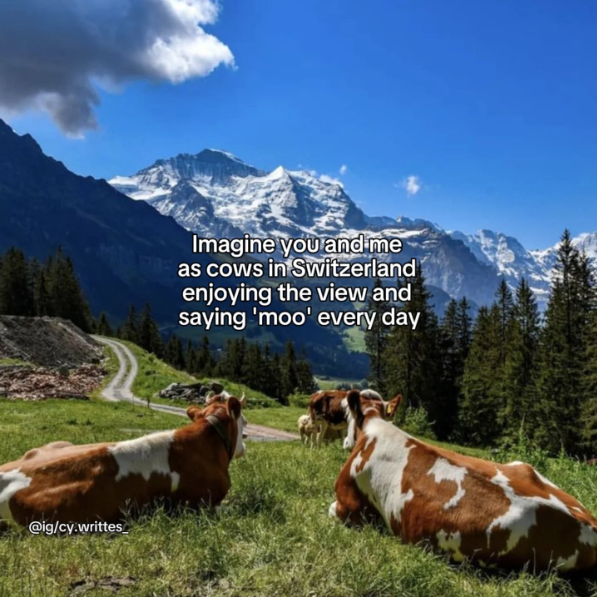@ig/cy.writtes Imagine you and me as cows in Switzerland enjoying the view and saying 'moo' every day