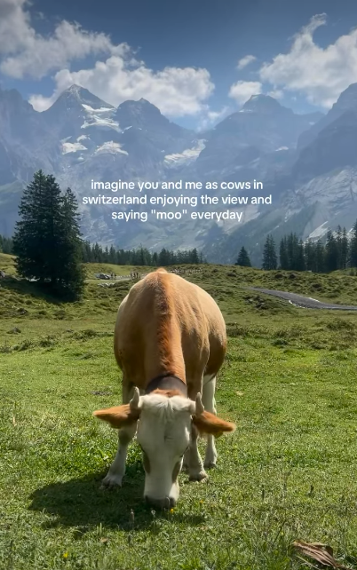 imagine you and me as cows in switzerland enjoying the view and saying "moo" everyday