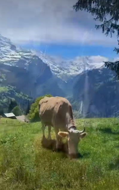 Cheezburger Image 10620738560