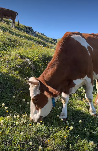 Cheezburger Image 10620738816