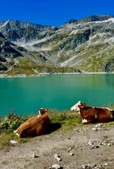 Cheezburger Image 10620739072