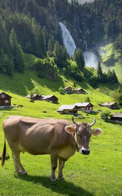 Cheezburger Image 10620739840