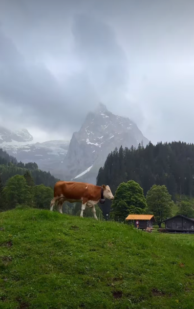 Cheezburger Image 10620740352