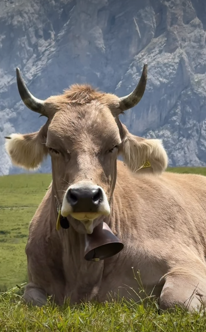 Cheezburger Image 10620740608