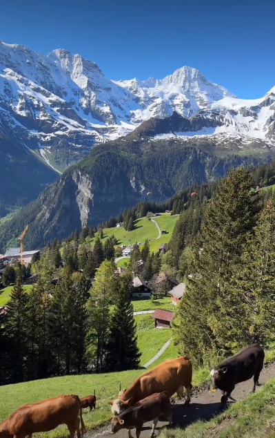 Cheezburger Image 10620740864