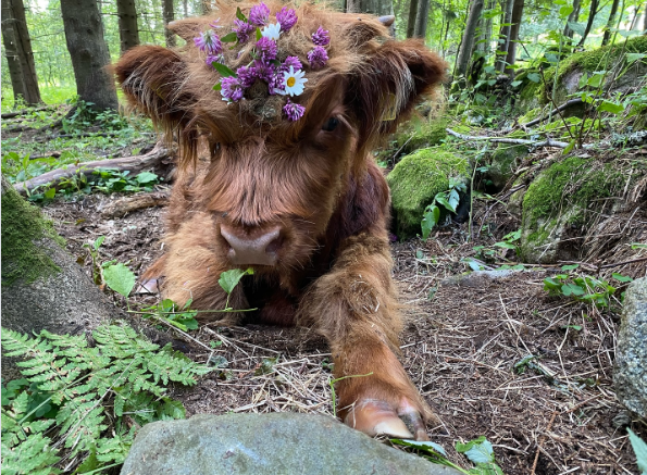 Cheezburger Image 10620741120