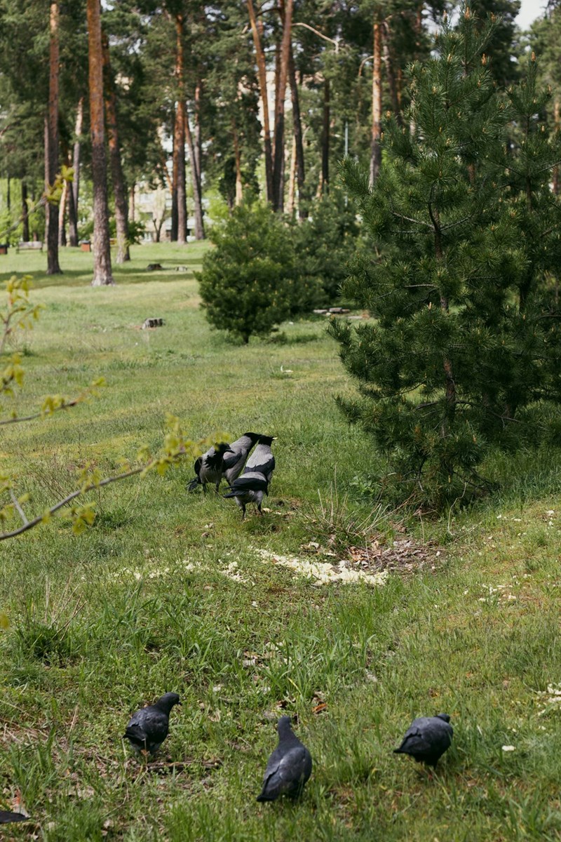 A flock of birds standing on top of a lush green field.